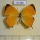 67488p Lycaenidae Japonica lutea Primorye $17