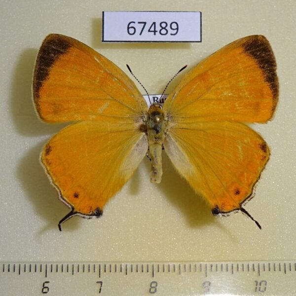 Lycaenidae Japonica lutea Primorye