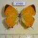 67489p Lycaenidae Japonica lutea Primorye $20