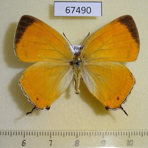 Lycaenidae Japonica lutea Primorye