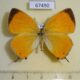 67490p Lycaenidae Japonica lutea Primorye $20