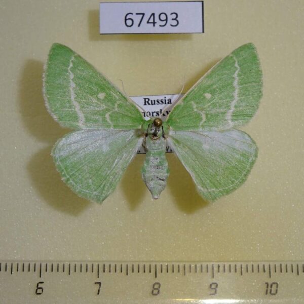 Geometridae Thetidia smaragdaria mongolica f Primorye