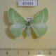 67493p Geometridae Thetidia smaragdaria mongolica f Primorye $8