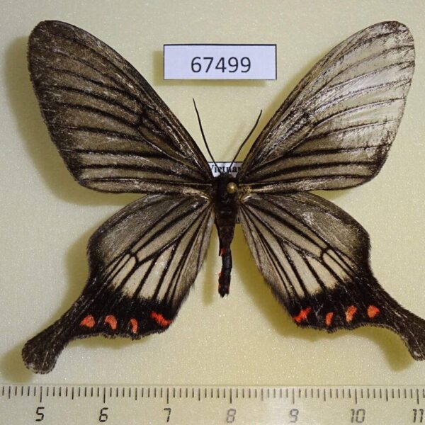 Epicopeiidae Epicopeia hainesii Vietnam