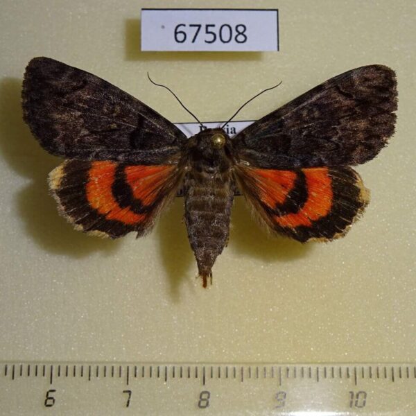 Noctuidae Catocala kotshubeji f Primorye