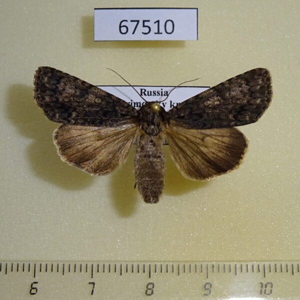 Noctuidae Acronicta rumicis Primorye
