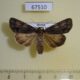 67510p Noctuidae Acronicta rumicis Primorye $5