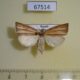 67514p Crambidae Loxoneptera sp. hampsoni Primorye $10