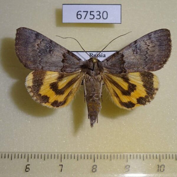 Noctuidae Catocala danilovi Primorye