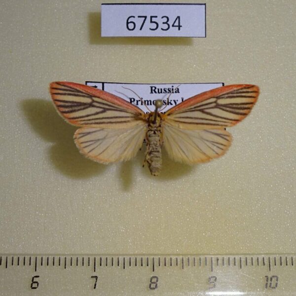 Arctiidae Melanaema venata f Primorye