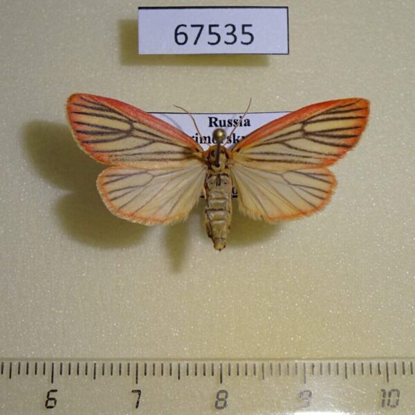 Arctiidae Melanaema venata Primorye