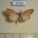 67535p Arctiidae Melanaema venata Primorye $10