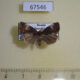 67546p Noctuidae Anterastria atrata Primorye $10