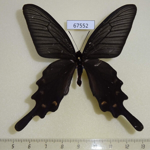 Papilionidae Atrophaneura alcinous Primorye