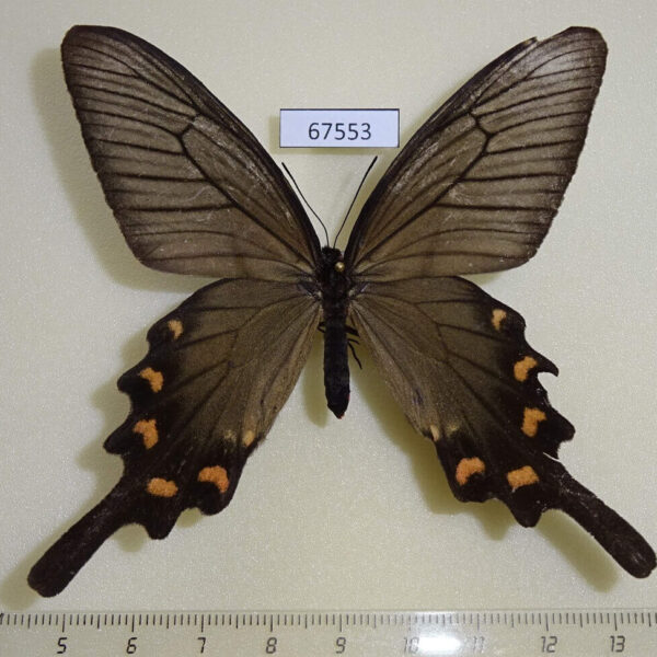 Papilionidae Atrophaneura alcinous f Primorye