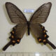 67553p Papilionidae Atrophaneura alcinous f Primorye $9