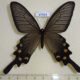 67554p Papilionidae Atrophaneura alcinous f Primorye $20