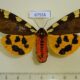67558p Arctiidae Pericallia matronula f Primorye $18