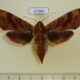 67560p Sphingidae Ampelophaga rubiginosa f Primorye $10