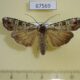 67569p Noctuidae Actebia praecurrens Primorye $7