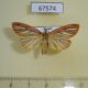 67574p Arctiidae Melanaema venata Primorye $8