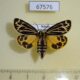 67576p Arctiidae Grammia obliterata (turbans) f Transbaikal reg. $30