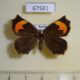 67581p Callidulidae Pterodecta anchora Primorye $10