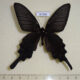 67588p Papilionidae Atrophaneura alcinous Primorye $6