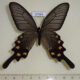 67589p Papilionidae Atrophaneura alcinous f Primorye $20