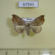 67593p Noctuidae Laspeyria flexula Primorye $6
