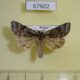 67602p Noctuidae Acronicta raphael Primorye $9