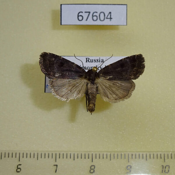 Noctuidae Stygiodrina maurella Primorye