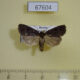 67604p Noctuidae Stygiodrina maurella Primorye $15