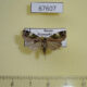 67607p Noctuidae Prometopus flavicollis Primorye $8