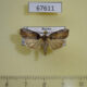 67611p Noctuidae Bryophila orthogramma Primorye $8