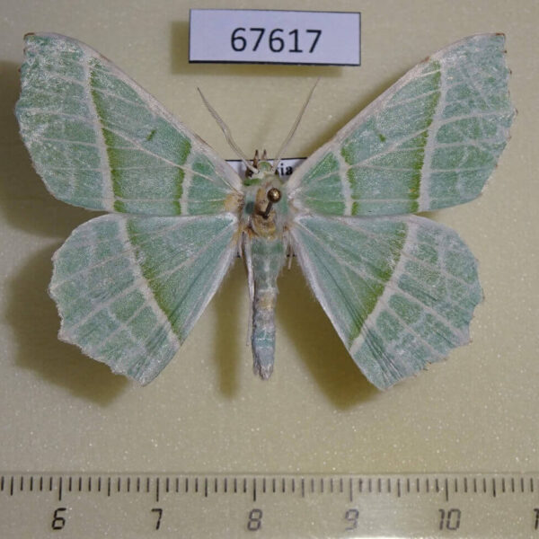 Geometridae Geometra albovenaria Primorye