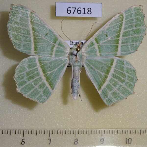 Geometridae Geometra albovenaria f Primorye