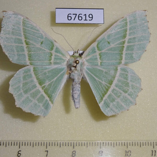 Geometridae Geometra albovenaria f Primorye