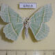 67619p Geometridae Geometra albovenaria f Primorye $7