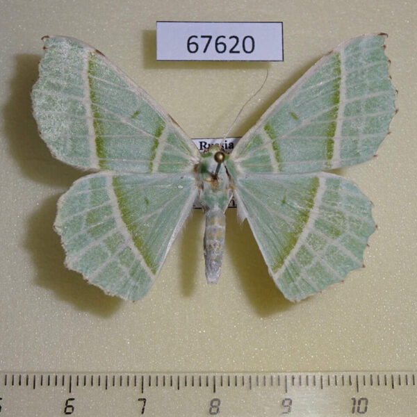 Geometridae Geometra albovenaria f Primorye