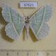 67621p Geometridae Geometra albovenaria Primorye $7