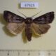 67625p Noctuidae Agrotis ruta Transbaikal reg. $10
