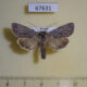 67631p Noctuidae Sympistis (Oncocnemis) senica Transbaikal reg. $20