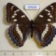 67638p Nymphalidae Limenitis populi Primorye $10