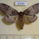 67644p Notodontiidae Peridea elzet f Primorye $13