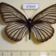 67649p Nymphalidae Aldania raddei Amur reg. $10