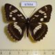67654p Nymphalidae Limenitis amphissa Primorye $9
