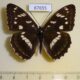 67655p Nymphalidae Limenitis amphissa Primorye $9