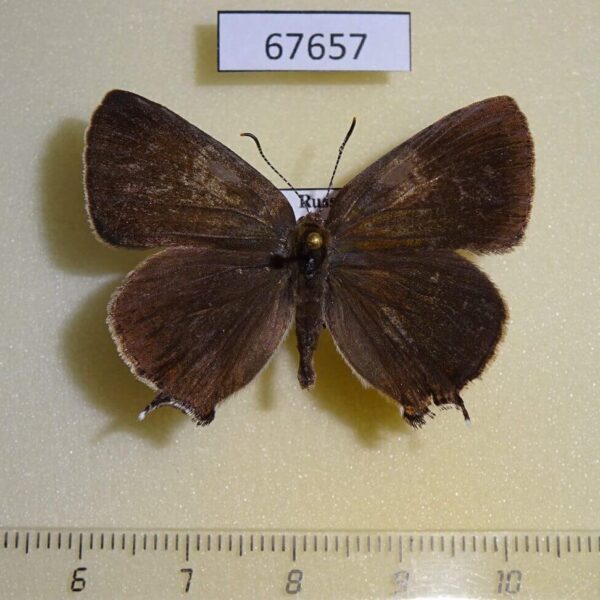 Lycaenidae Nordmannia latior Primorye