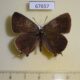67657p Lycaenidae Nordmannia latior Primorye $10